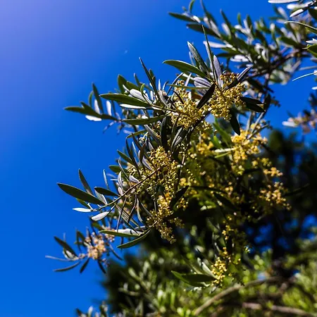 The Sicily Lobster House 别墅 *