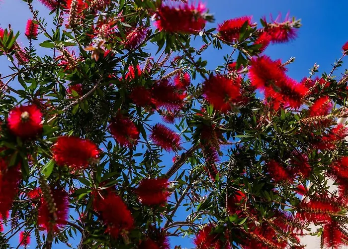 The Sicily Lobster House 别墅 Naso